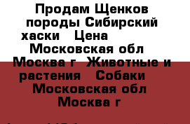 Продам Щенков породы Сибирский хаски › Цена ­ 35 000 - Московская обл., Москва г. Животные и растения » Собаки   . Московская обл.,Москва г.